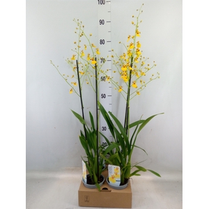 Oncidium   ...