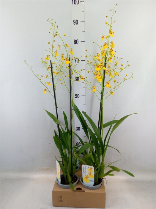 <h4>Oncidium   ...</h4>