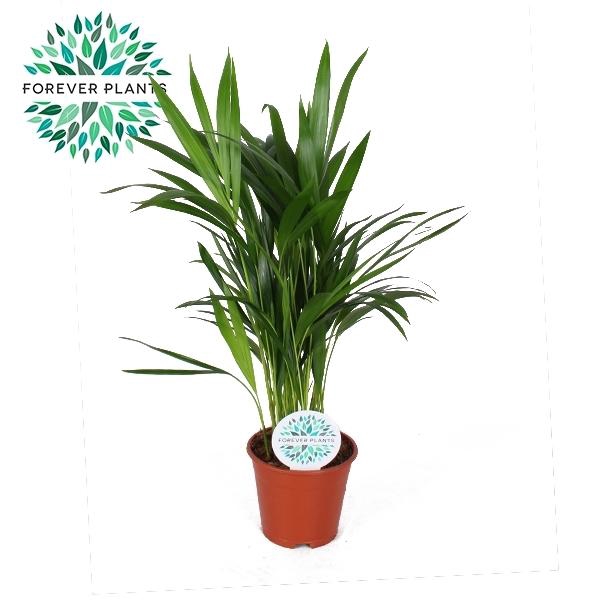 <h4>Chrysalidocarpus lutescens overig</h4>