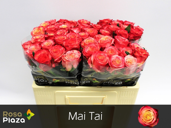 <h4>R Gr Mai Tai</h4>