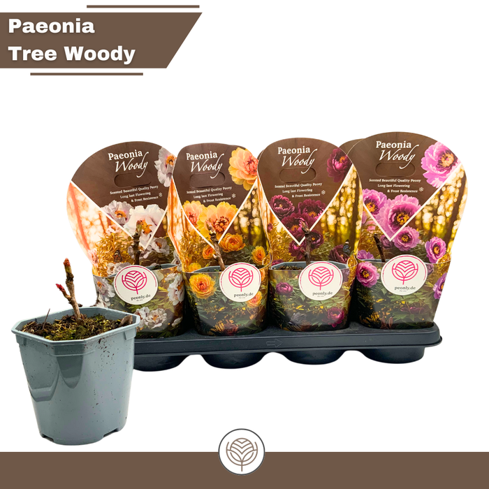 <h4>PAEONIA SUFFRUT GEM</h4>