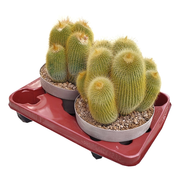 <h4>NOTOCACTUS LENINGHAUSII - POT Ø 20 (CACTUS)</h4>