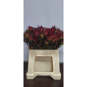 Leucad Vertakt Blush