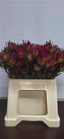 <h4>Leucad Vertakt Blush</h4>