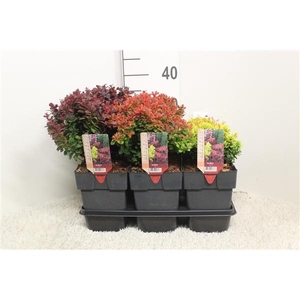 Berberis thunbergii mix platte soorten P17 potgekweekt