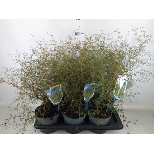 Styphnolobium japon. 'Little Baby'