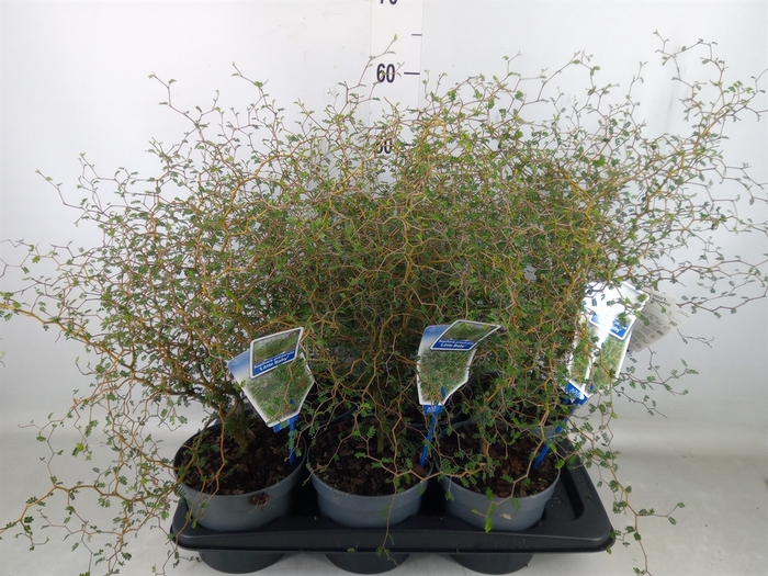 <h4>Styphnolobium japon. 'Little Baby'</h4>