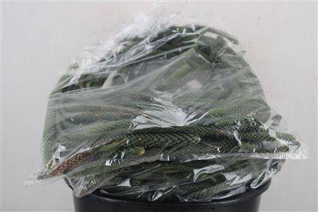 <h4>ARAUCARIA ARAUC DECO</h4>
