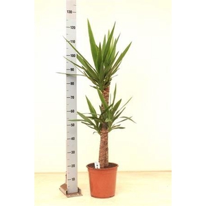 Yucca 75-45 Cm 2+