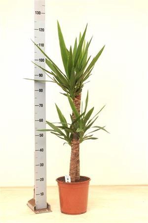 <h4>Yucca 75-45 Cm 2+</h4>