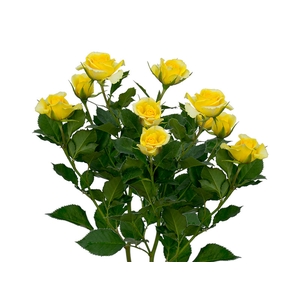ROSA SPRAY YELLOW GARDEN 050 CM AMARELO