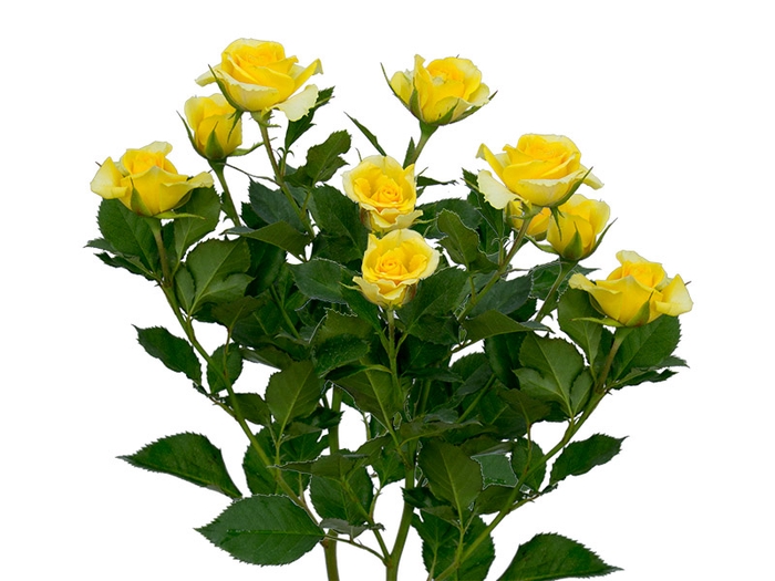 ROSA SPRAY YELLOW GARDEN 050 CM AMARELO