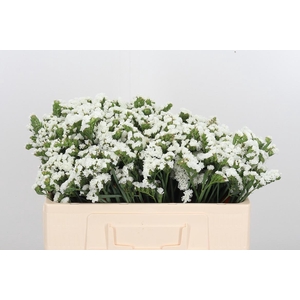 Statice White