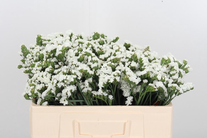 <h4>Statice White</h4>