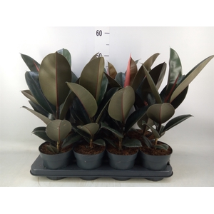 Ficus elastica 'Abidjan'