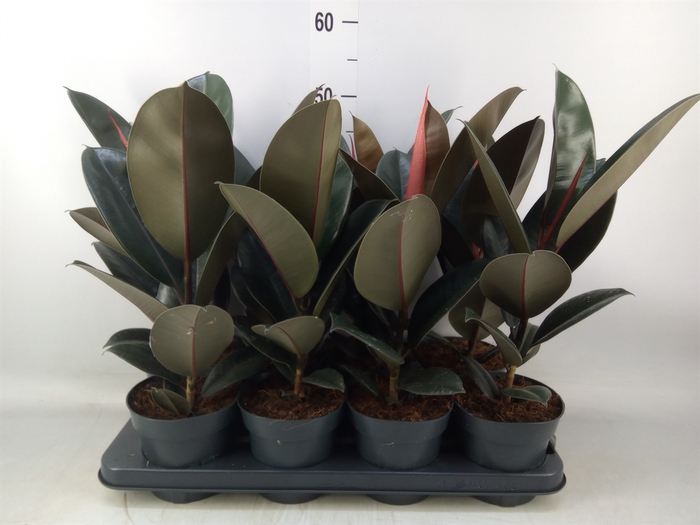 <h4>Ficus elastica 'Abidjan'</h4>