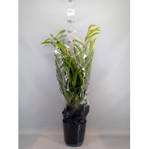 Ficus binn. 'Amstel King'