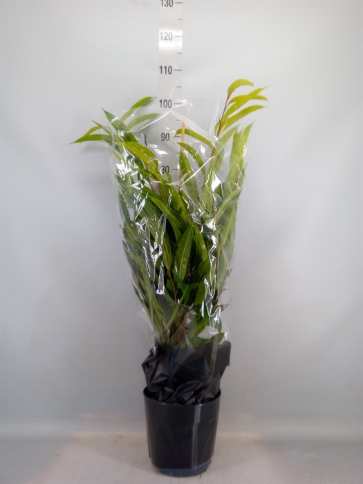 <h4>Ficus binn. 'Amstel King'</h4>