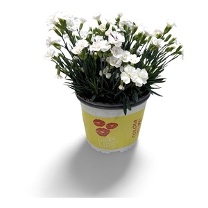 Dianthus (Allwoodii Grp) Lucky Lips Lisa