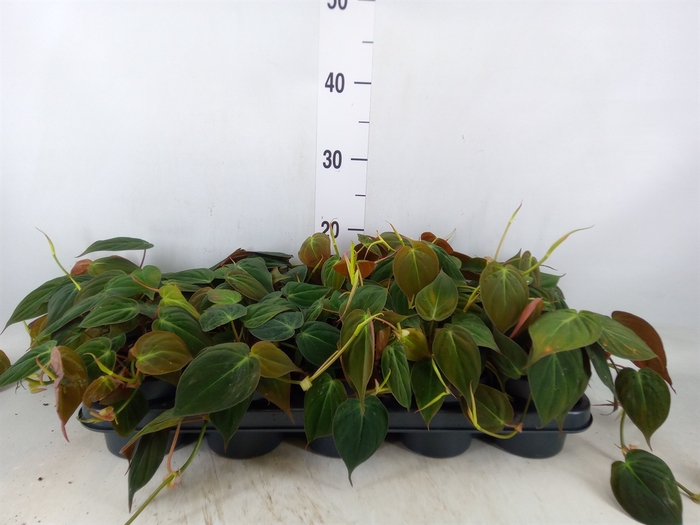 <h4>Philodendron scand. subsp. micans</h4>