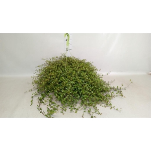 Muehlenbeckia com. 'Mao'ri'