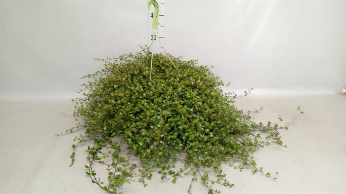 <h4>Muehlenbeckia com. 'Mao'ri'</h4>
