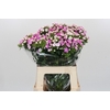 Dianthus Br Amazon Rose Magic