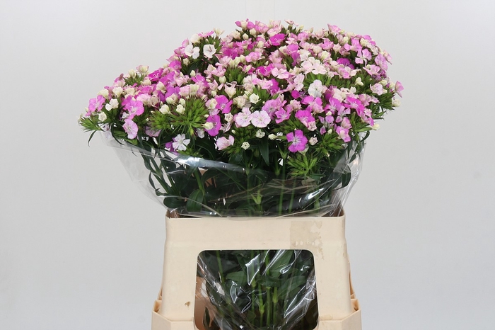 <h4>Dianthus Br Amazon Rose Magic</h4>