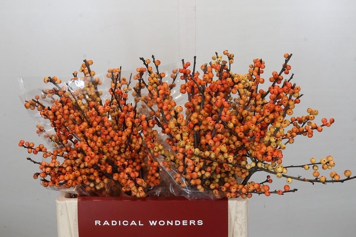 <h4>Ilex Cresgold</h4>