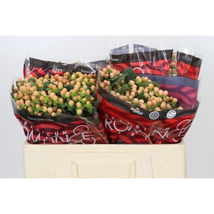 Hypericum Mellow Romance