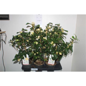 Came J Brushf Yellow 15+