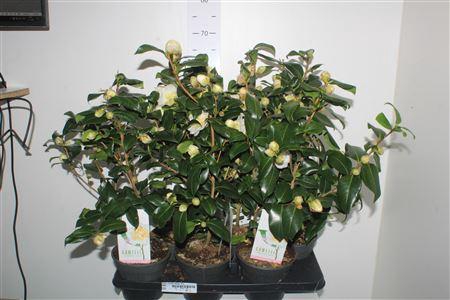 <h4>Came J Brushf Yellow 15+</h4>