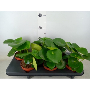 Peperomia polybotrya 'Raindrop'