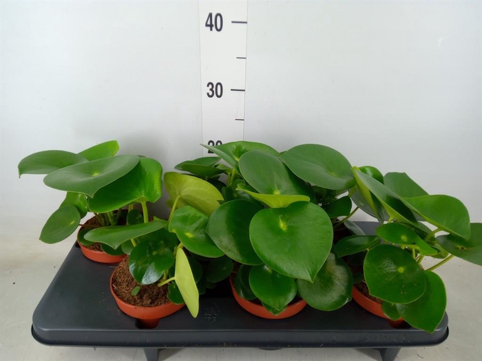<h4>Peperomia polybotrya 'Raindrop'</h4>