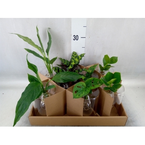 Planten  ..mix