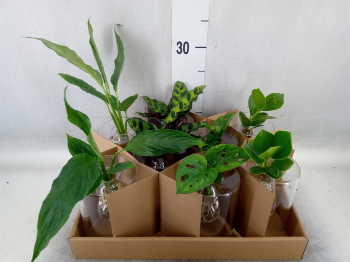 <h4>Planten  ..mix</h4>