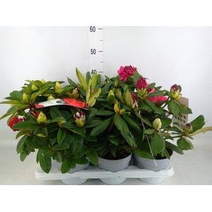 Rhododendron   ...mix