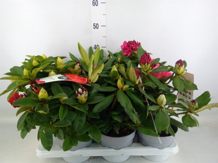 <h4>Rhododendron   ...mix</h4>