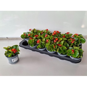 Begonia Semperflorens Grp overig