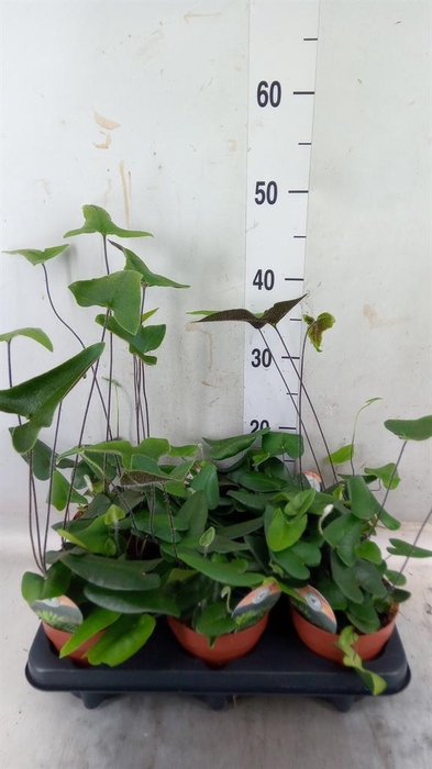 <h4>Hemionitis arifolia</h4>