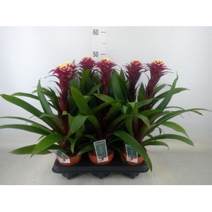 Guzmania  'Francesca'