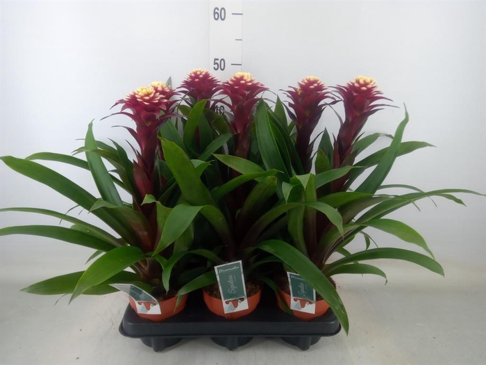 <h4>Guzmania  'Francesca'</h4>