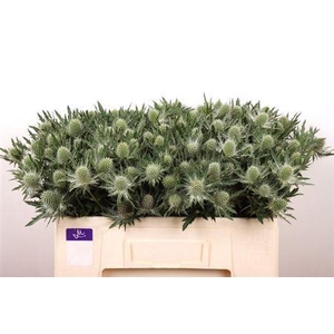 Eryngium Gemini Questar 50cm X40