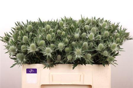 <h4>Eryngium Gemini Questar 50cm X40</h4>