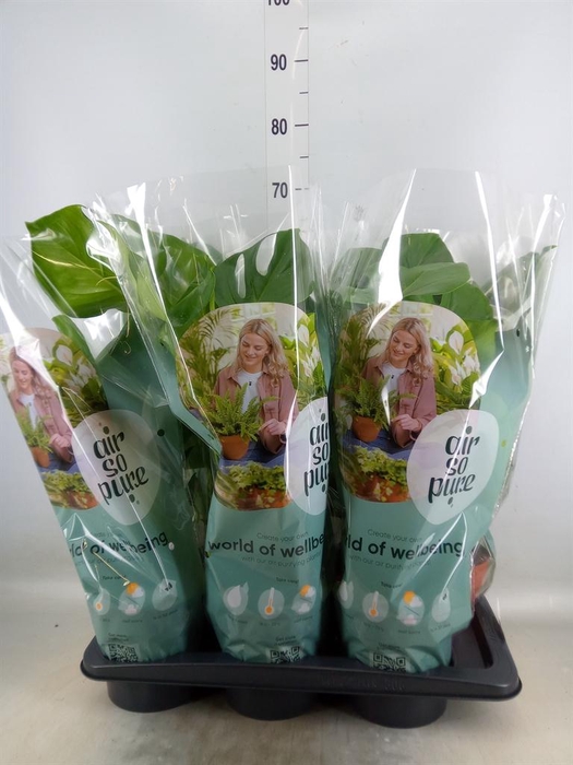 <h4>Monstera delic.</h4>