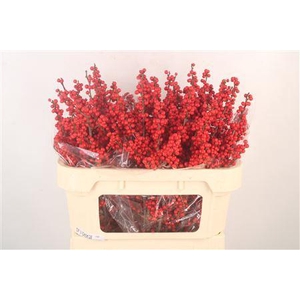 Ilex Verticilata Red