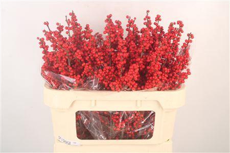 <h4>Ilex Verticilata Red X30</h4>