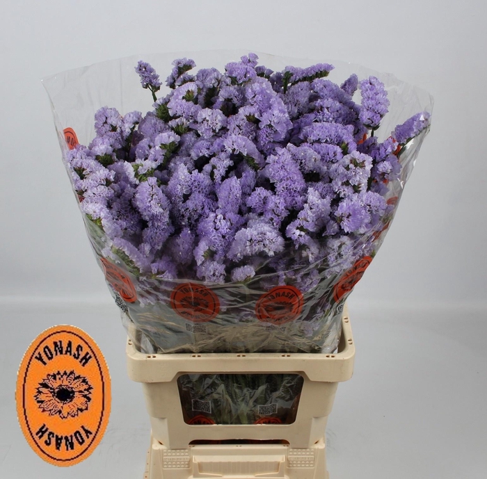 <h4>LIM S DONAU BIRDS</h4>