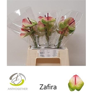Anth A Zafira