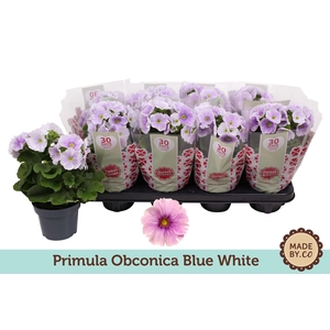 Primula Obconica Blue White